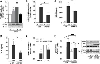 FXYD5 Is an Essential Mediator of the Inflammatory Response during Lung Injury